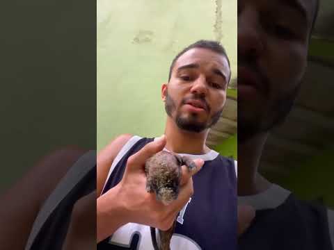 MINHA CACHORRA TEVE FILHOTE
