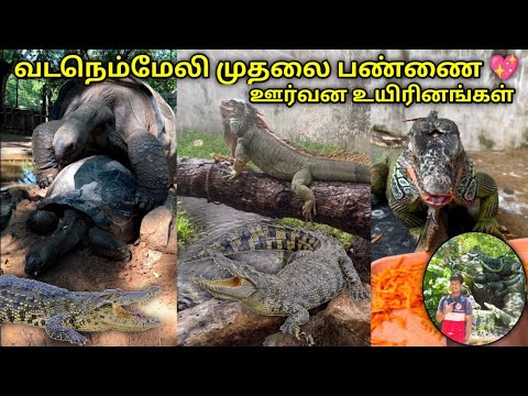 🐊 Reptiles park in chennai tamil vlog | Vadanemmeli crocodile park vlog tamil | முதலைப்பண்ணை