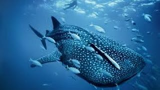 Nat Geo Wild HD Sharks Of Lost Island HD Nature Documentary