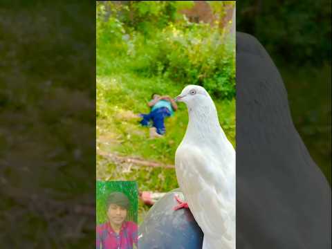 #pigeon #bird 😭#shortsviral new vairal#sad #youtubeshorts 👀👀😥#shorts