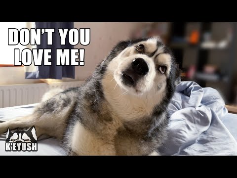 Naughty Husky Sneaks in My Mum’s Bed! And Tries To Charm Her!