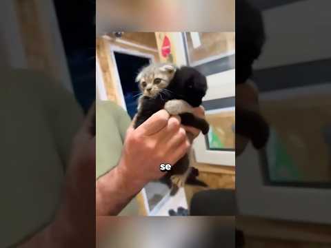 Ele não queria se separar do seu irmão 😭 #shorts #viral #viralizou
