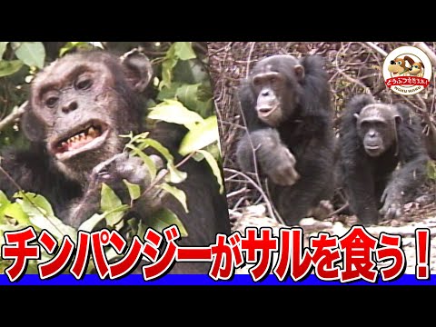 【閲覧注意】チンパンジーが小さなサルを襲って食う衝撃映像！道具を使った「釣り」や「おすそ分け」などユニークな生態もご紹介【どうぶつ奇想天外／WAKUWAKU】