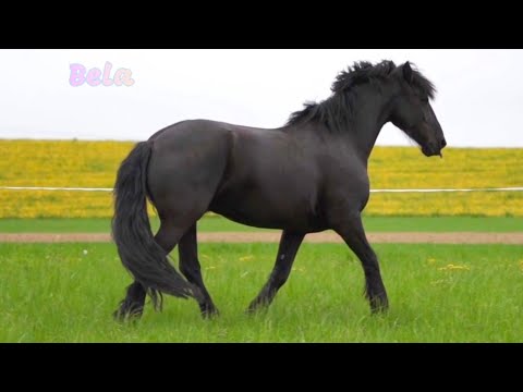 Black Horse in the Field - Forest Animals Videos