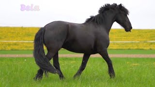 Black Horse in the Field - Forest Animals Videos
