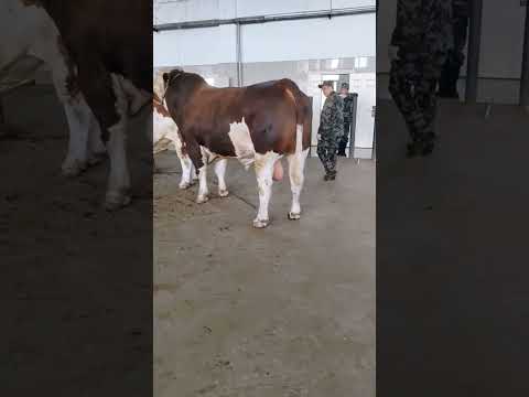 I paired this one at the beginning and I paired it again for the second nest246