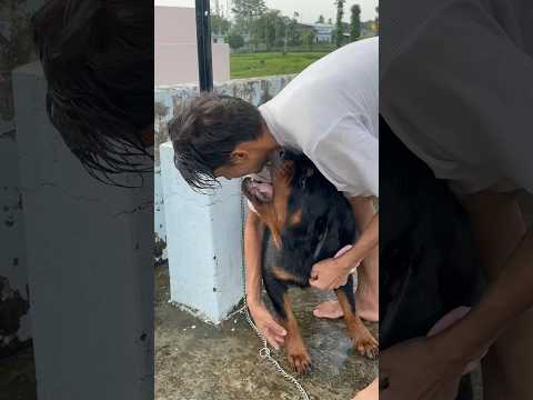 Rottweiler Daisy attack on owner 😱🚨#Rottweiler #shorts #viral #attack