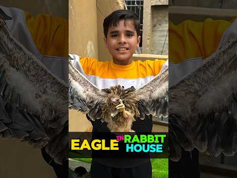 Eagle Nesting in Rabbit House😱 #shortsfeed