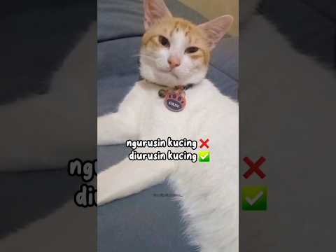 1000:1 kucing kayak Orin ๐ฅฐ