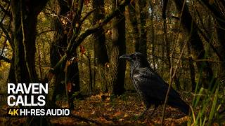 Raven Calls in an Autumn Forest | Woodland Ambience for Focus & Calm