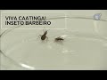 Understanding Triatomines and Chagas Disease