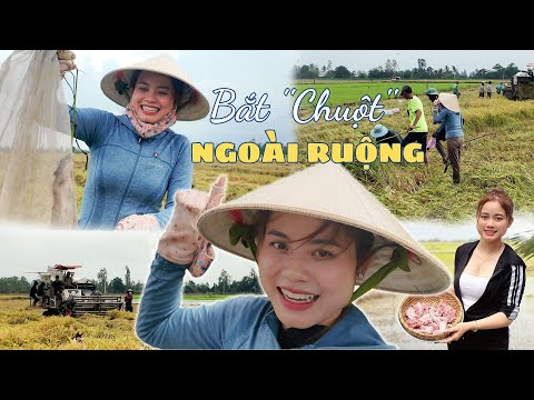 Ra Đồng Bắt Chuột Ngay Mùa Gặt Lúa