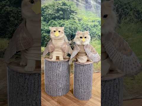 🙀：kenapa lagi ini woii #kucinglucu #kucing