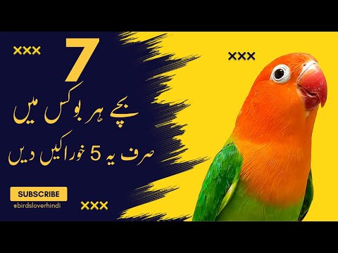 What are the 5 Best Breeding Food For Lovebirds Breeding