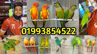 বিক্রি হয়ে গেলো প্যাটাগোনিয়ান কনুর | ২০০০৳ রিংনেক টিয়া | টেম চন্দনা/লরিকেট ও রানিং কনুর পাখি কিনুন
