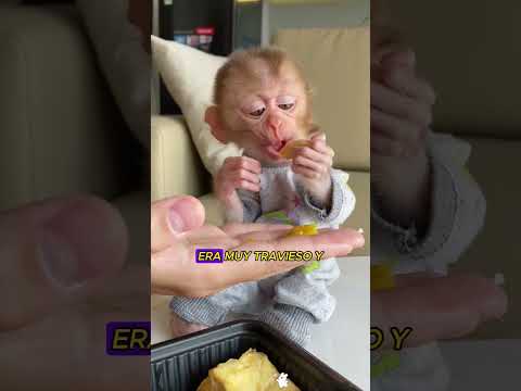 Rescata a un pequeño mono #pets #animals
