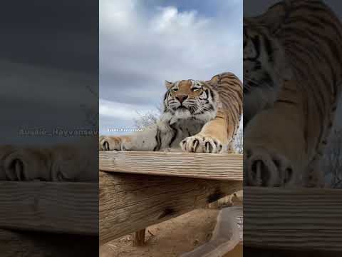 Animal Transformation? #short #tiktok #animals