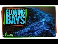Bioluminescence in Marine Organisms