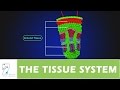 Vascular Bundles and Ground Tissue