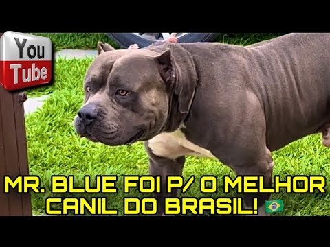 🦏 Mr. Blue foi para o melhor canil do Brasil! 🇧🇷