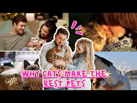 Why Cats make the Best Pets #cat #cutecat #Pets