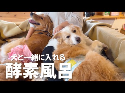 初めて酵素風呂に入った犬の反応が予想外すぎて、どうしたらいいの...？【ボーダーコリー•ゴールデンレトリバー】