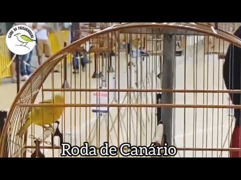 Roda de Canário para treinamento