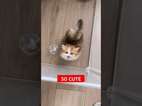 When you pet a cat in an Aquarium Must Watch!#petlover #amazing#amazingshorts #cat #cutecat #shorts
