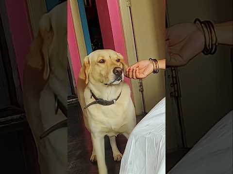 Tom 🍓 Jerry (Rio & Vidya)Real End Twist 😂🎈 #shorts