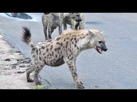 The spotted Hyena clan caused a roadblock at the four-way stop near Skukuza with some whooping