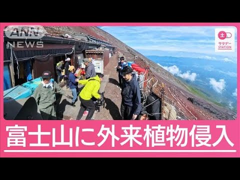 山開き直前の富士山　変わる入山ルールに向け準備進む　外来植物侵入も課題に【サタデーステーション】(2025年6月28日)