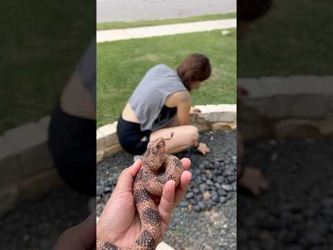 She didn’t want anymore pets #shorts