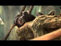Evolution of Tails in Primates