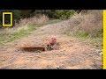 Survival Strategies and Spider Holes