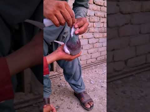 kabutar Ko anda palaya short #shorts  WhatsApp status short