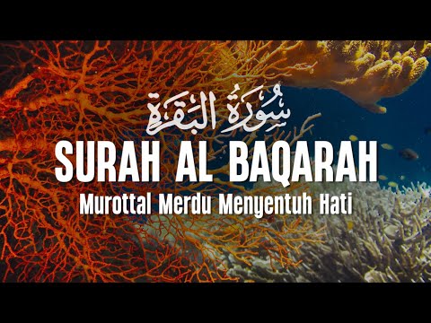 SURAH AL BAQARAH | Setan Kabur dari Rumah | Penenang Hati dan Pikiran | Ahmad Al Shalabi