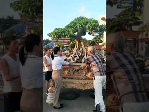 Cây Bồ Đề Này Có Bán Không Em? | Gã Đầu Bạc - Vua Tùng
