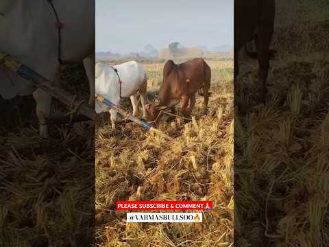 #bullockvideo #lifting #please_subscribe_my_channel #villagelife #agriculture #ytshortsindia #cow🙏🏻