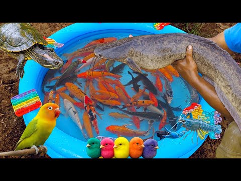Tangkap ikan hias warna-warni, ikan lele, ikan koi, ikan mas, ikan cupang, ikan besar, ayam lucu