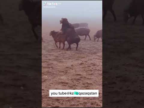 Алтай қошқар