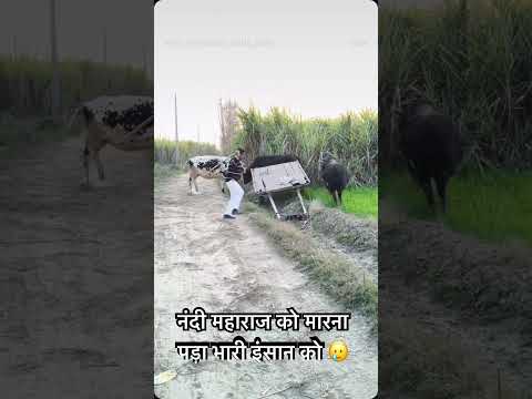 #cow #saveanimals #cowboys #nandi #sanatandharma #gaumata #animalshorts #animalrescue #viralshort