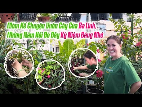 Móm Kể Chuyện Vườn Cây Của Ba Linh, Những Năm Hồi Đó Đầy Kỷ Niệm Đáng Nhớ