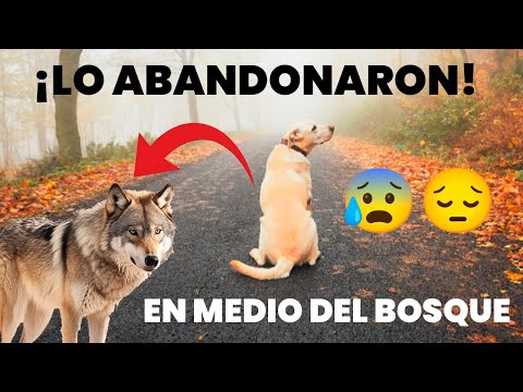 LO ABANDONÓ EN EL BOSQUE, PERO AÑOS DESPUÉS SUCEDIÓ LO INESPERADO...😨😰