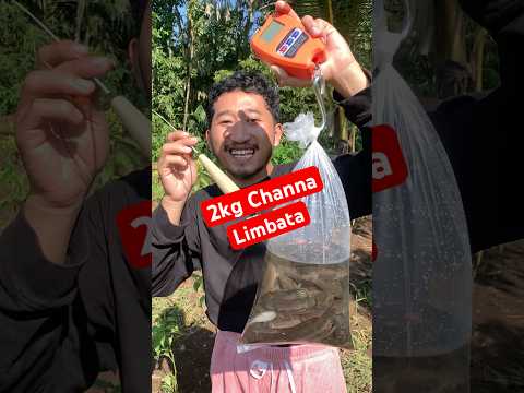 Trik mancing channa limbata tercepat dan termudah!!! #shorts #shortvideo