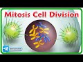 Cell Cycle and Mitosis Concepts