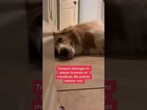 #dog #vidadeperros #doglover #perrodeasistencia #perros #perrosmedianos #funny  #pet #1million