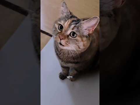 Поставил грустному коту космический лоток PETKIT - чтобы не грустил!🚀 #котики