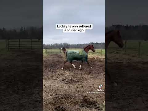 His shriek at the end! 🤦🏼‍♀️ #horse #ottb #equestrian #horseenthusiast #thorougbred #funny #ouch