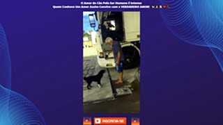 O Amor do Cão Pelo Ser Humano É Intenso Quem Conhece Um Amor Assim Convive com o VERDADEIRO AMOR 🐶❤️