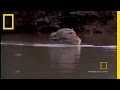 Japanese Macaques in Texas